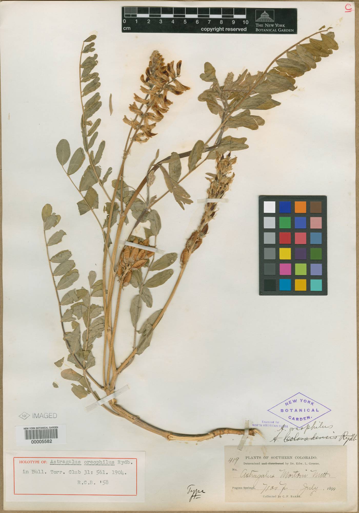 Astragalus oreophilus image