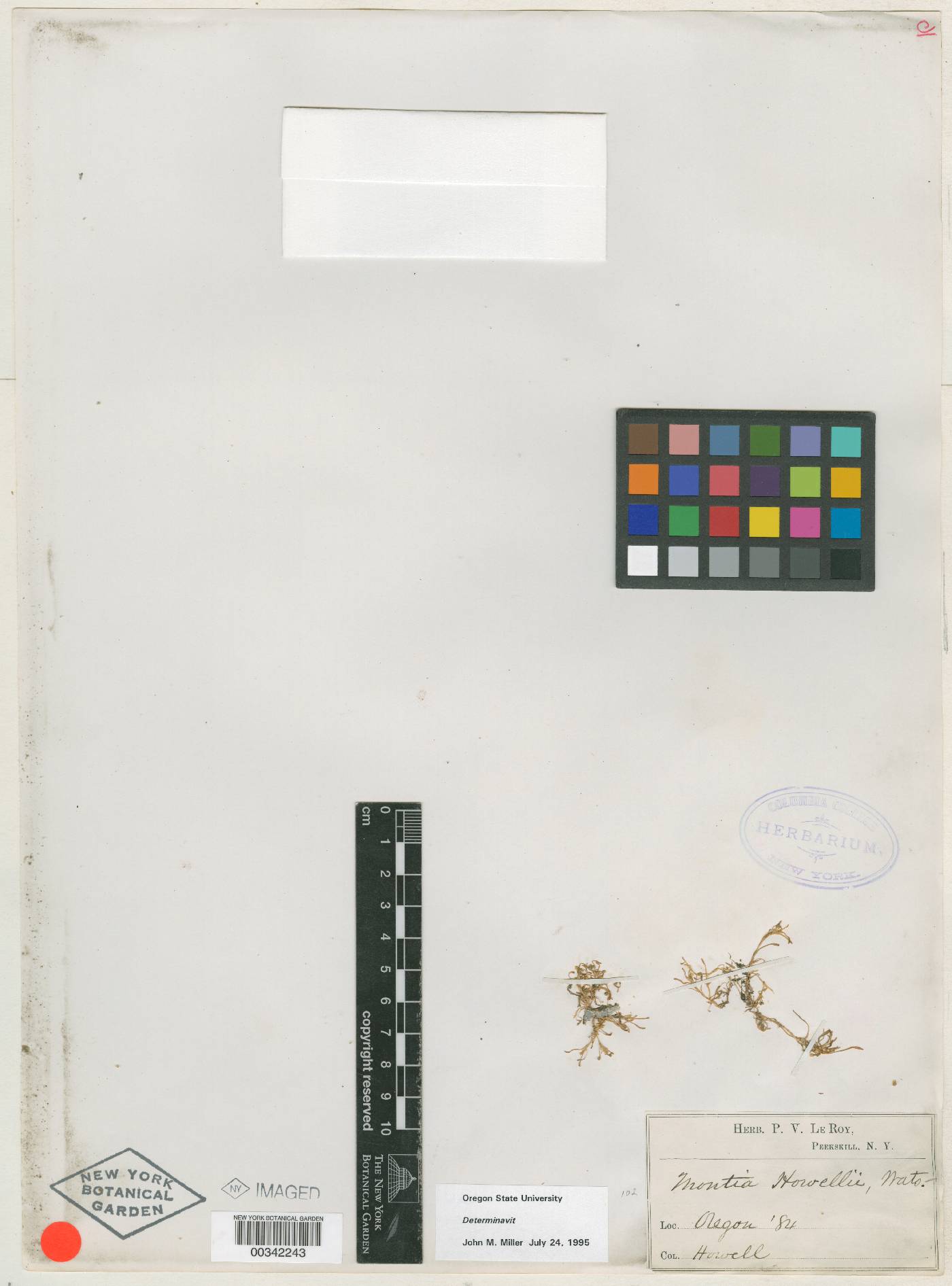 Montia howellii image