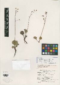 Saxifraga lyallii subsp. hultenii image