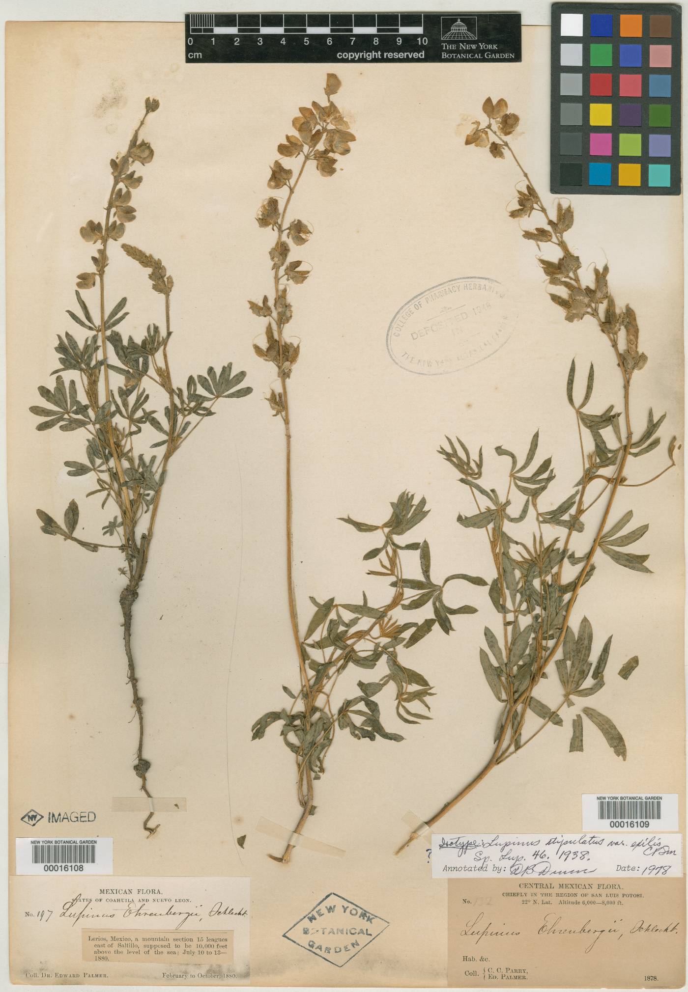 Lupinus stipulatus image
