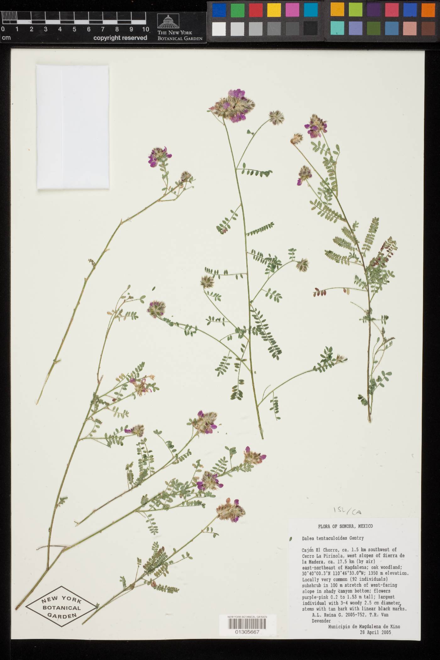 Dalea tentaculoides image