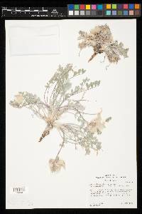 Astragalus newberryi image