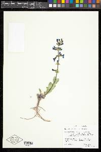 Penstemon pachyphyllus image