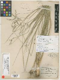 Piptochaetium pringlei image