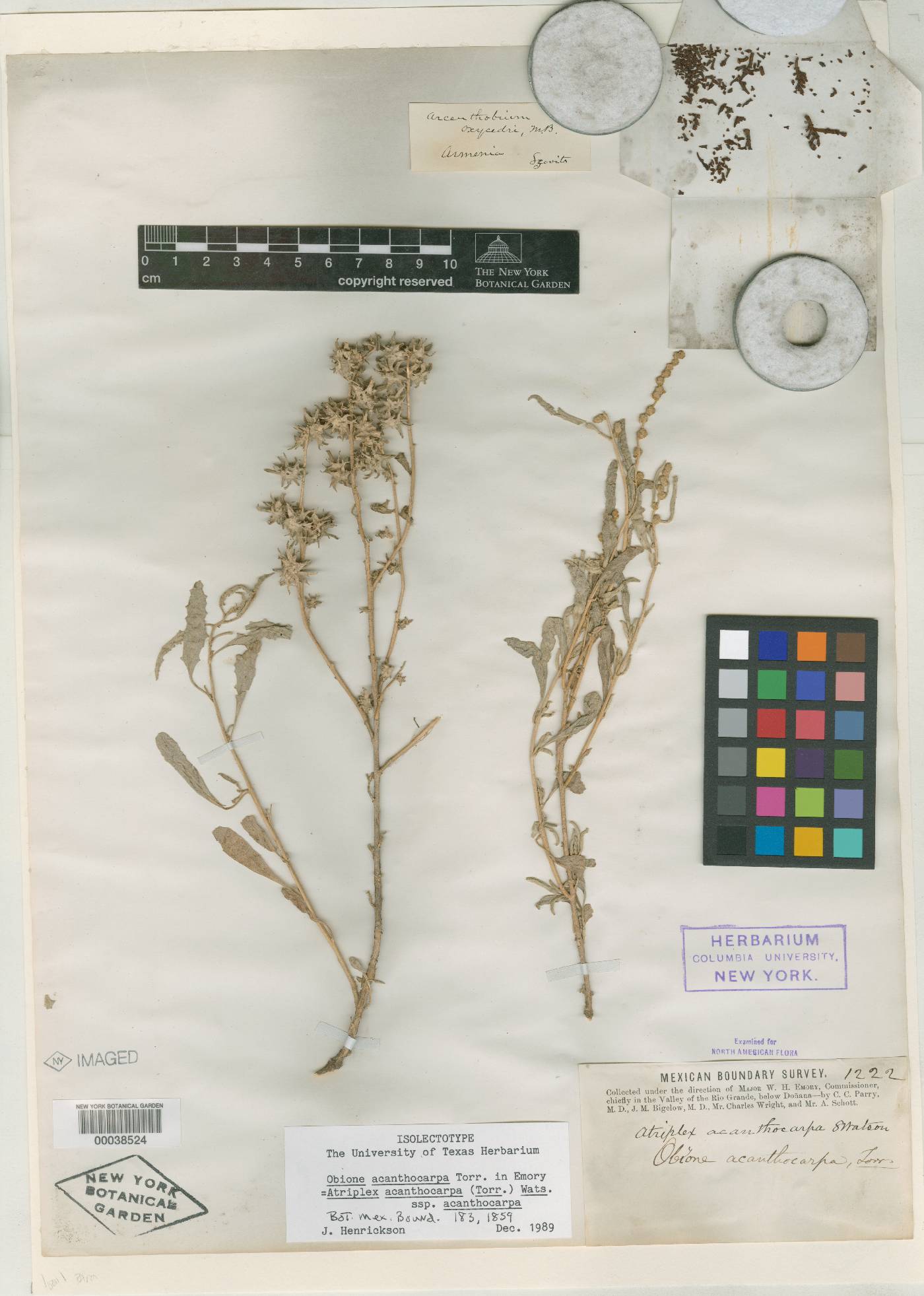 Atriplex acanthocarpa subsp. acanthocarpa image