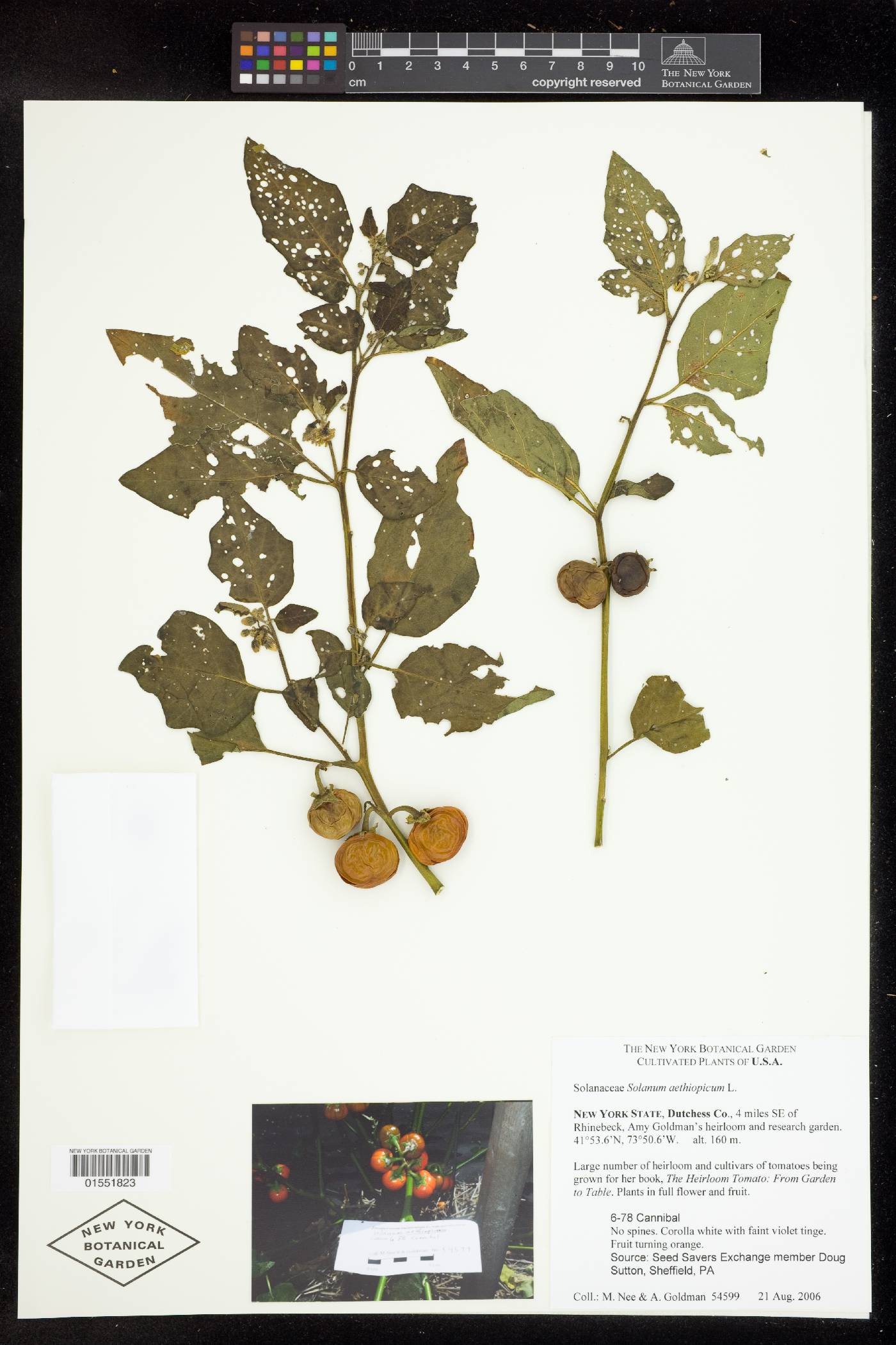 Solanum aethiopicum image