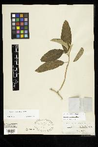 Solanum donianum image