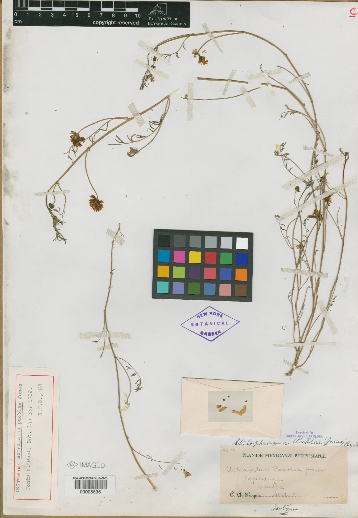 Astragalus pueblae image
