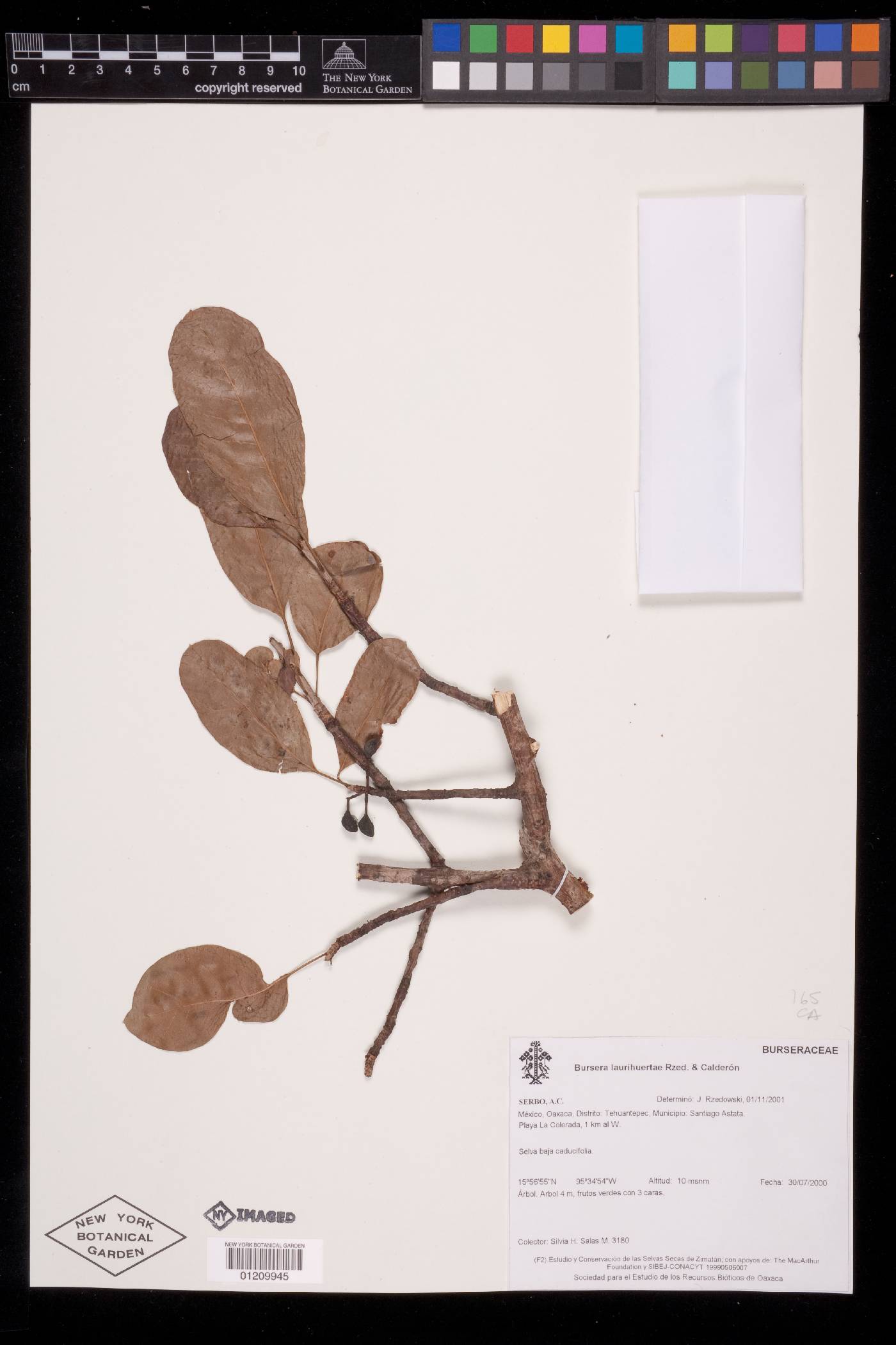 Bursera laurihuertae image