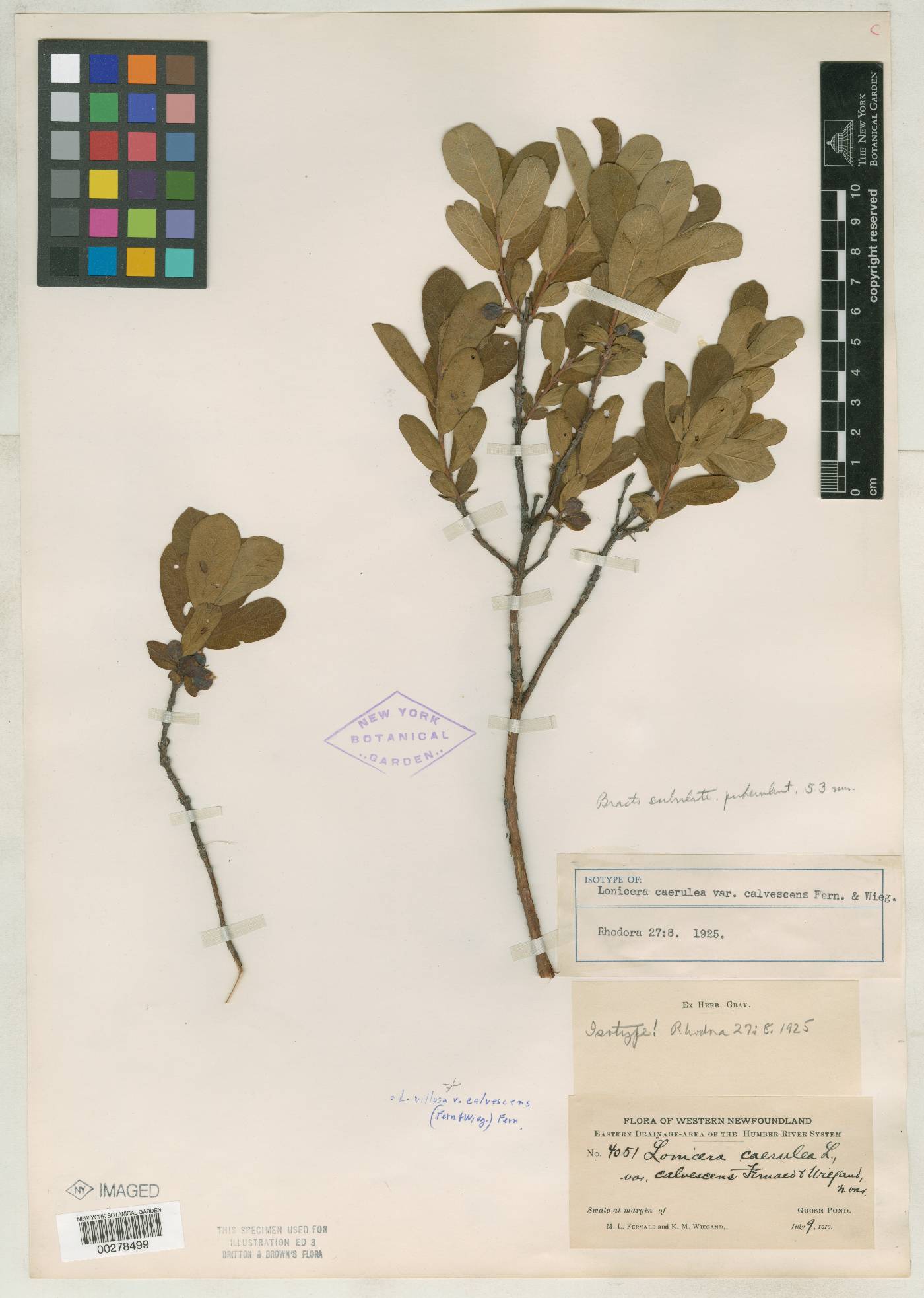 Lonicera villosa var. calvescens image