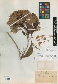 Cosmocalyx spectabilis image