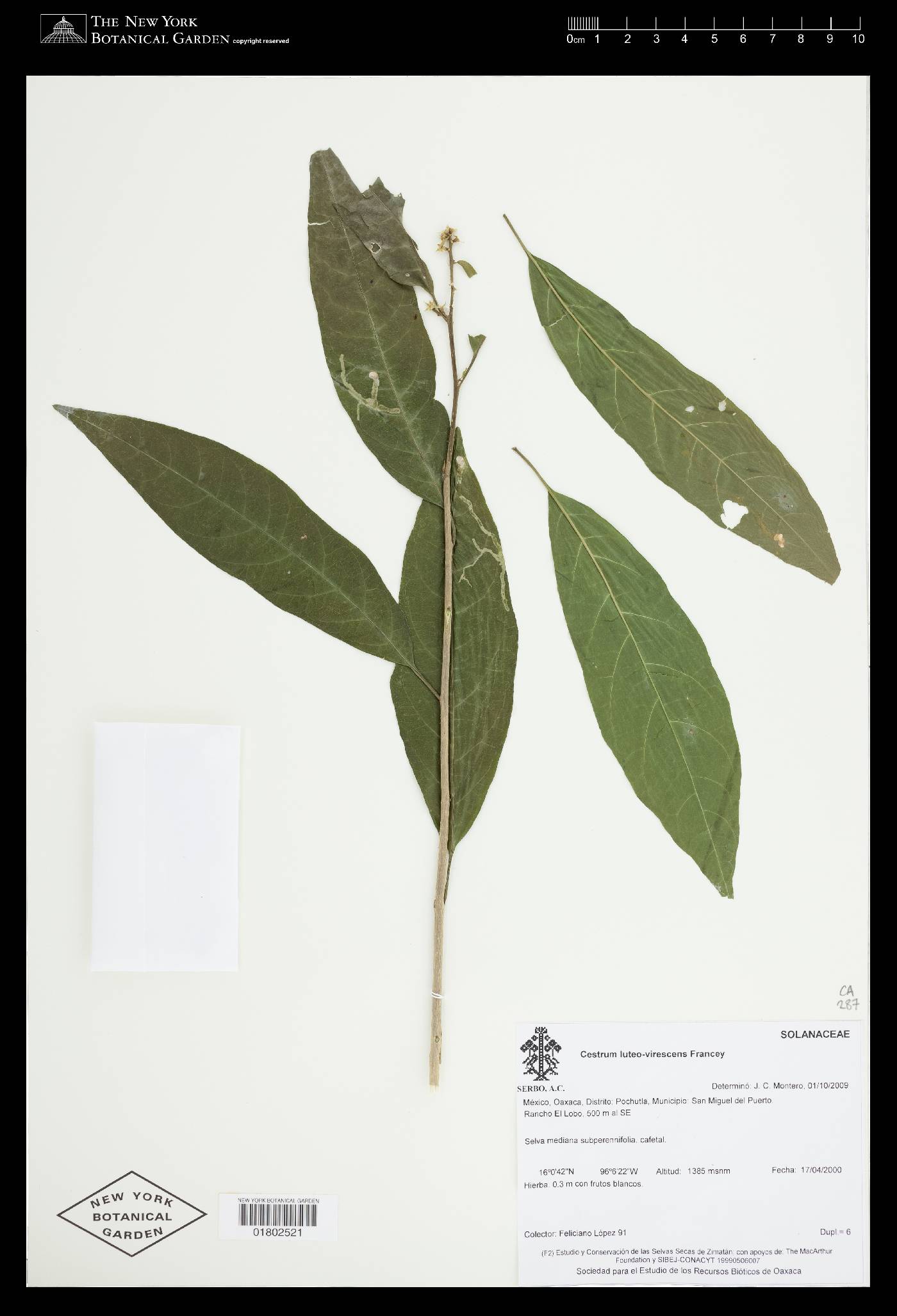 Cestrum luteovirescens image