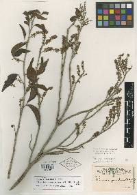 Thouinia paucidentata image