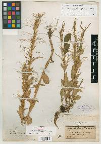 Epilobium ovatifolium image