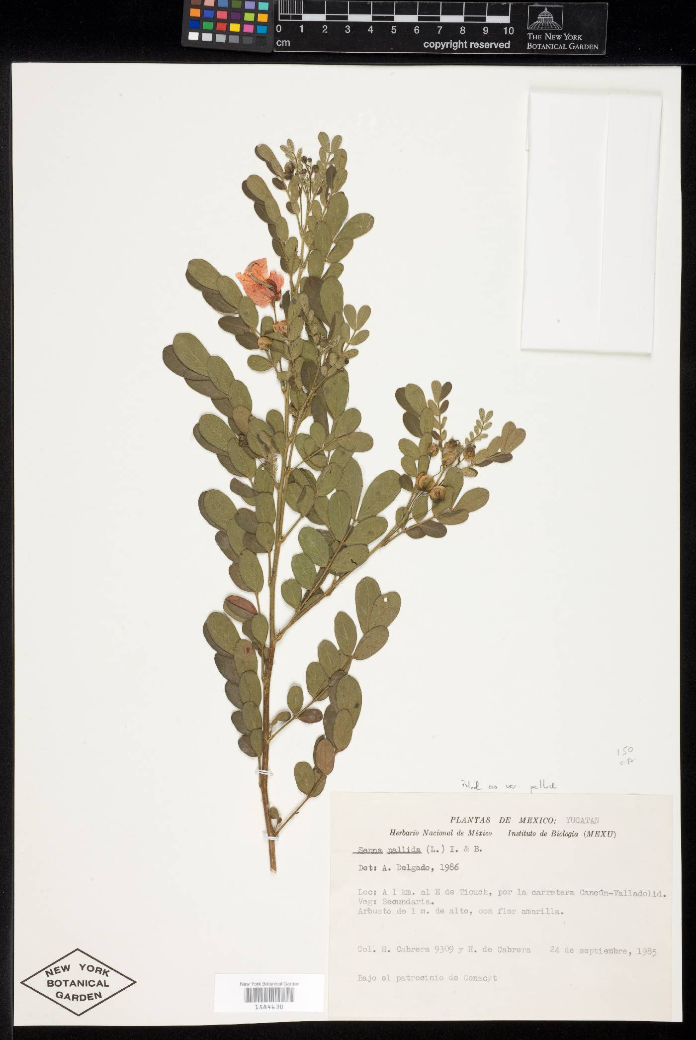 Senna pallida var. pallida image