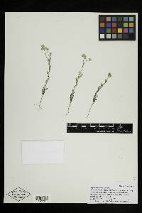 Cryptantha gracilis image