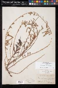 Chamaecrista calycioides image