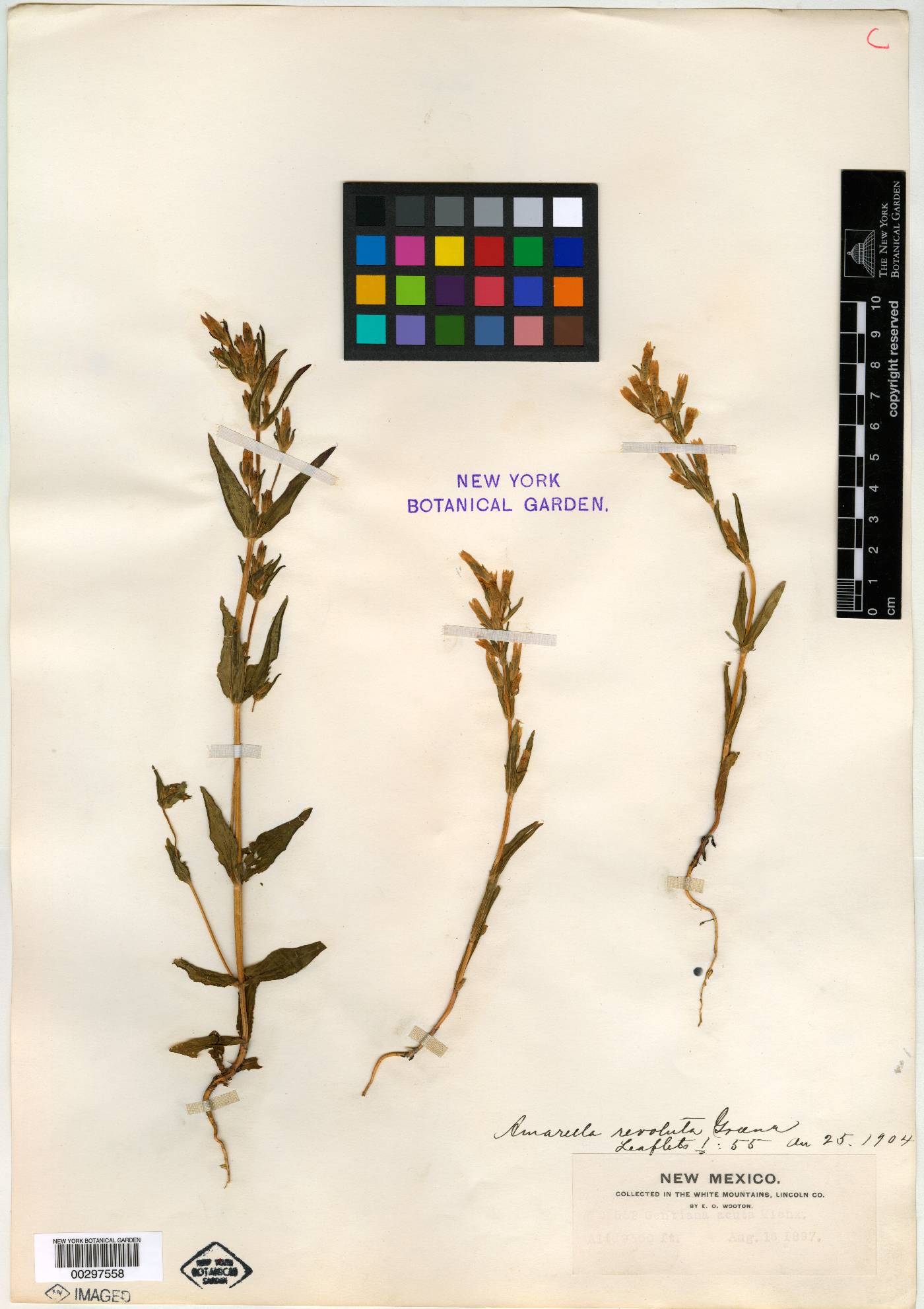 Amarella image