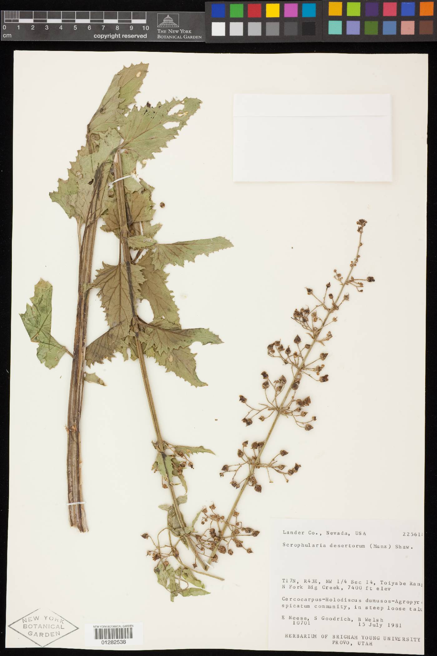 Scrophularia desertorum image