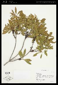 Myrica cerifera image