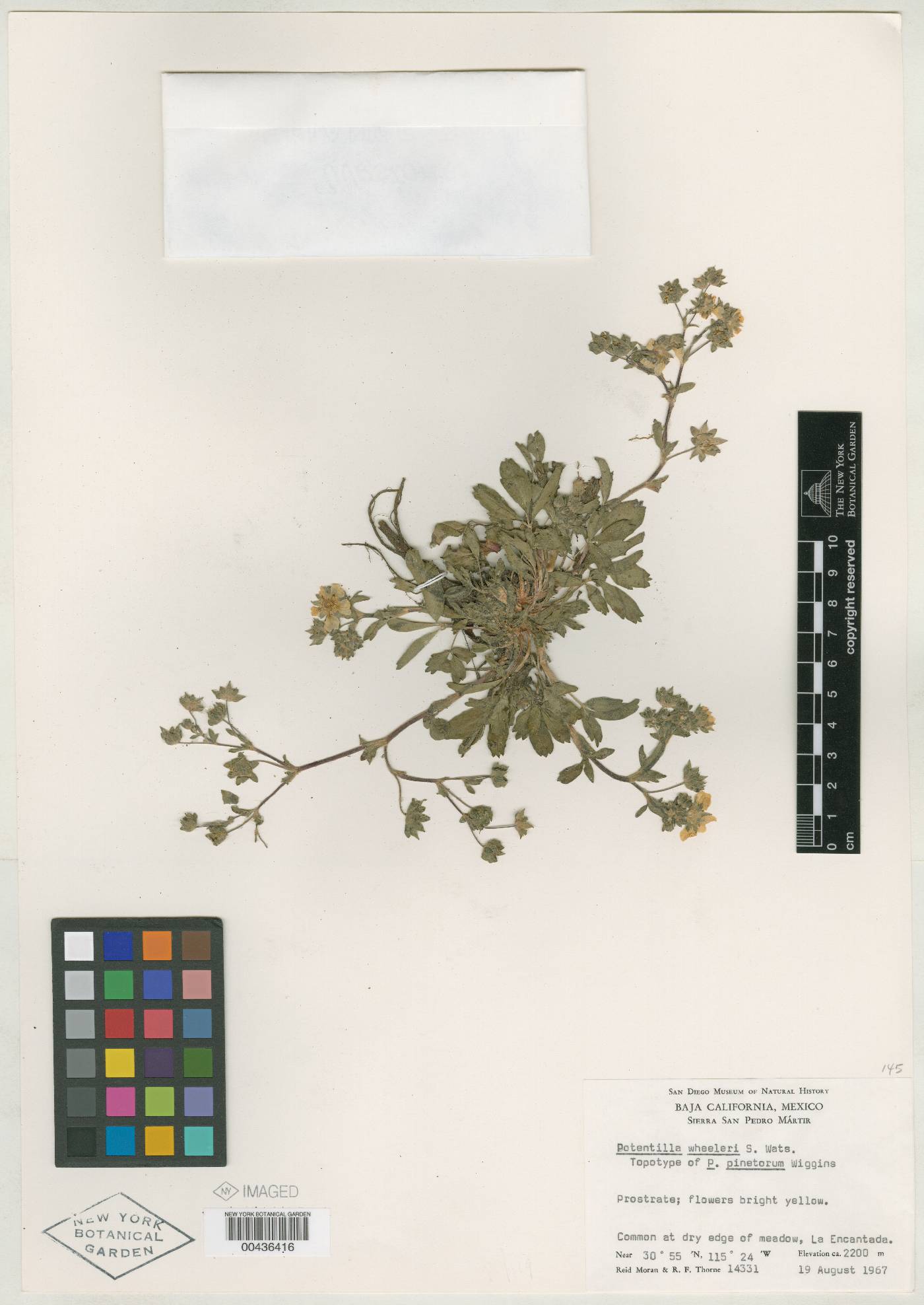 Potentilla diversifolia image