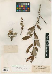 Salix x dieckiana image
