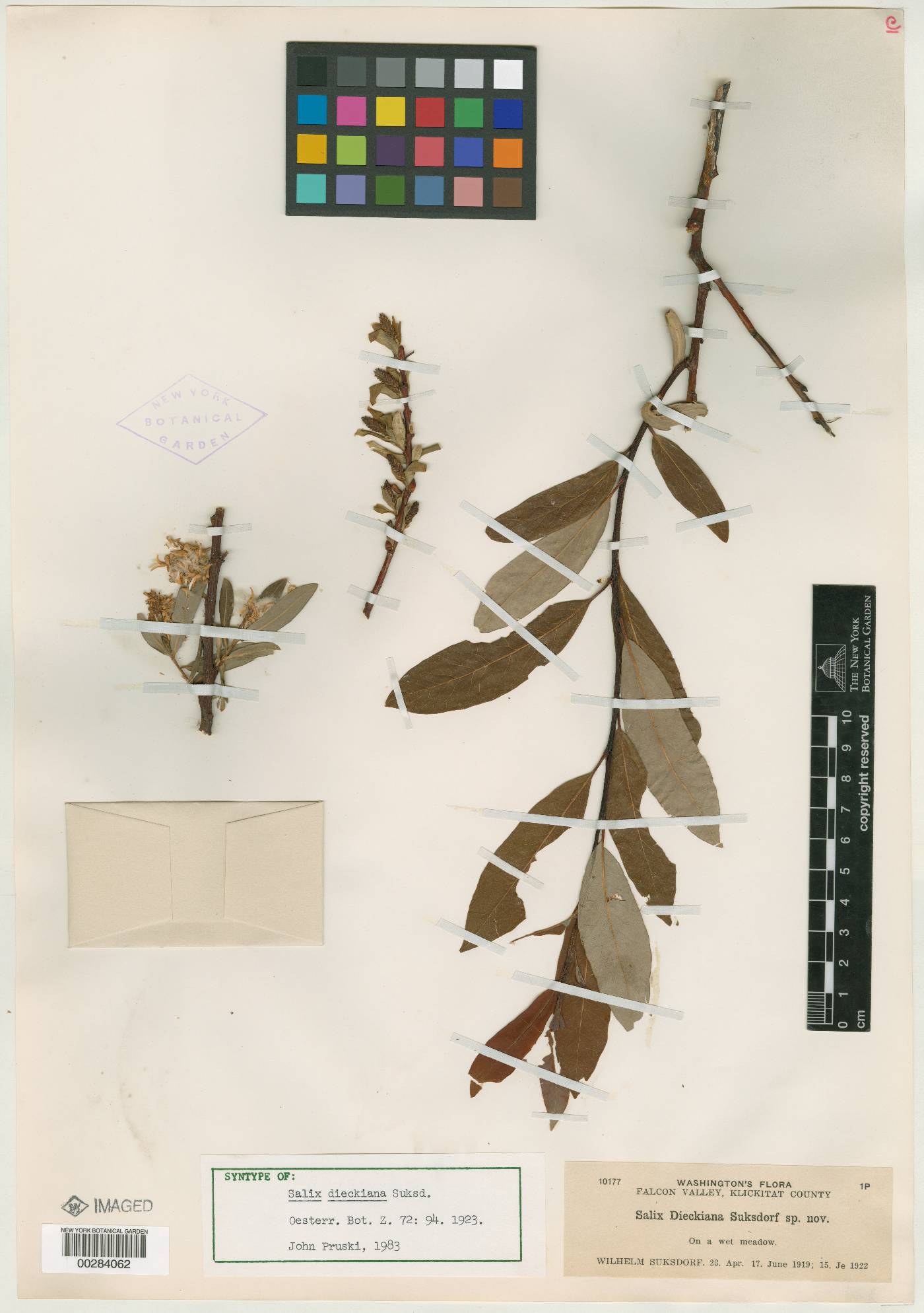 Salix x dieckiana image