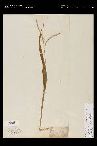 Paspalum setaceum var. supinum image