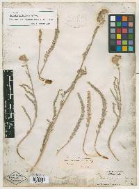 Horkelia sericoleuca image