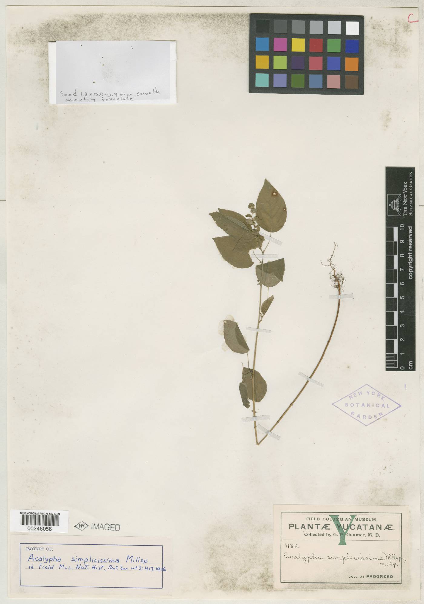 Acalypha aliena image