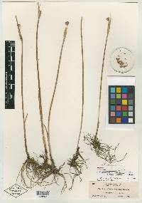 Olsynium douglasii var. inflatum image