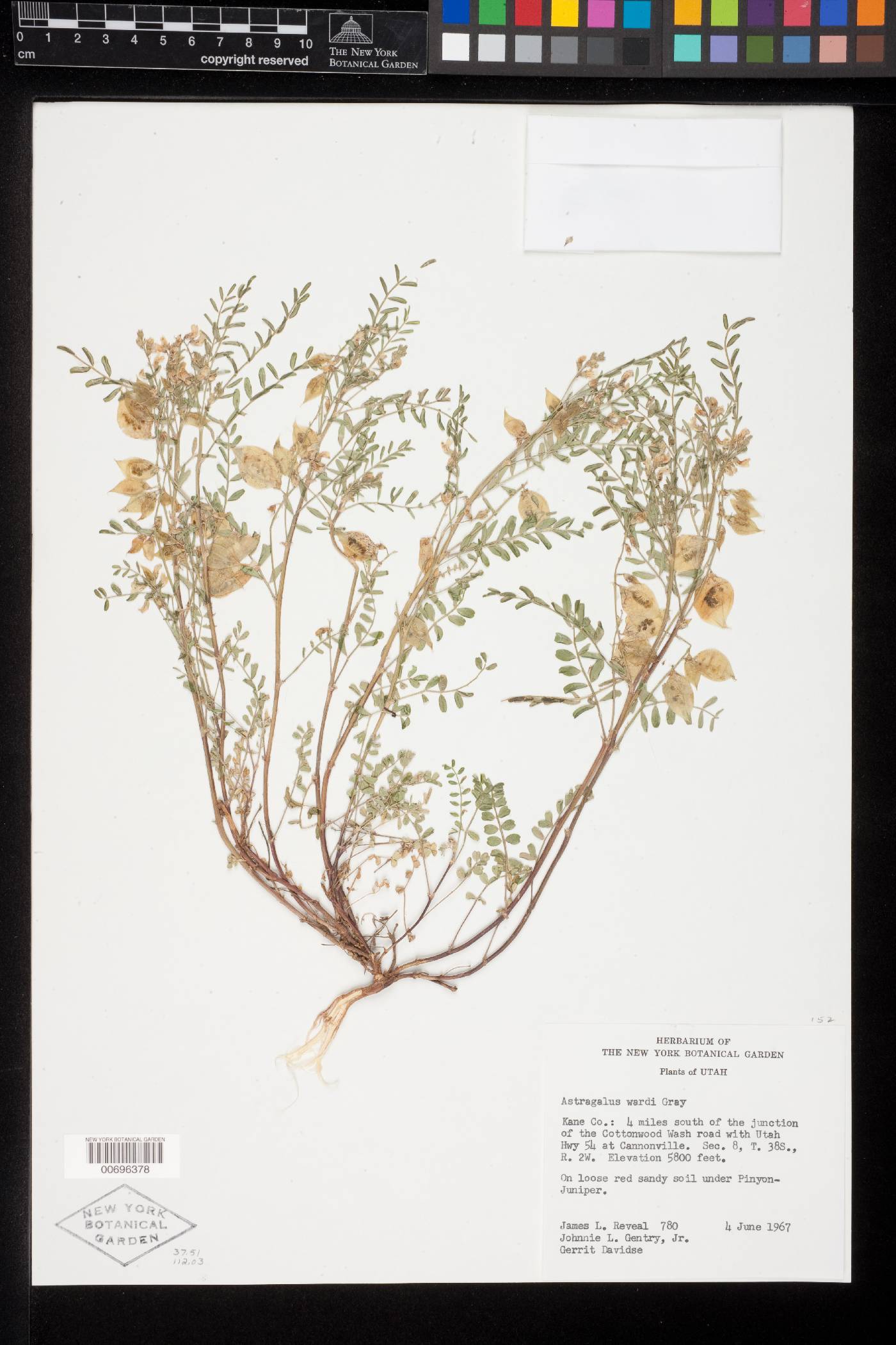 Astragalus wardii image