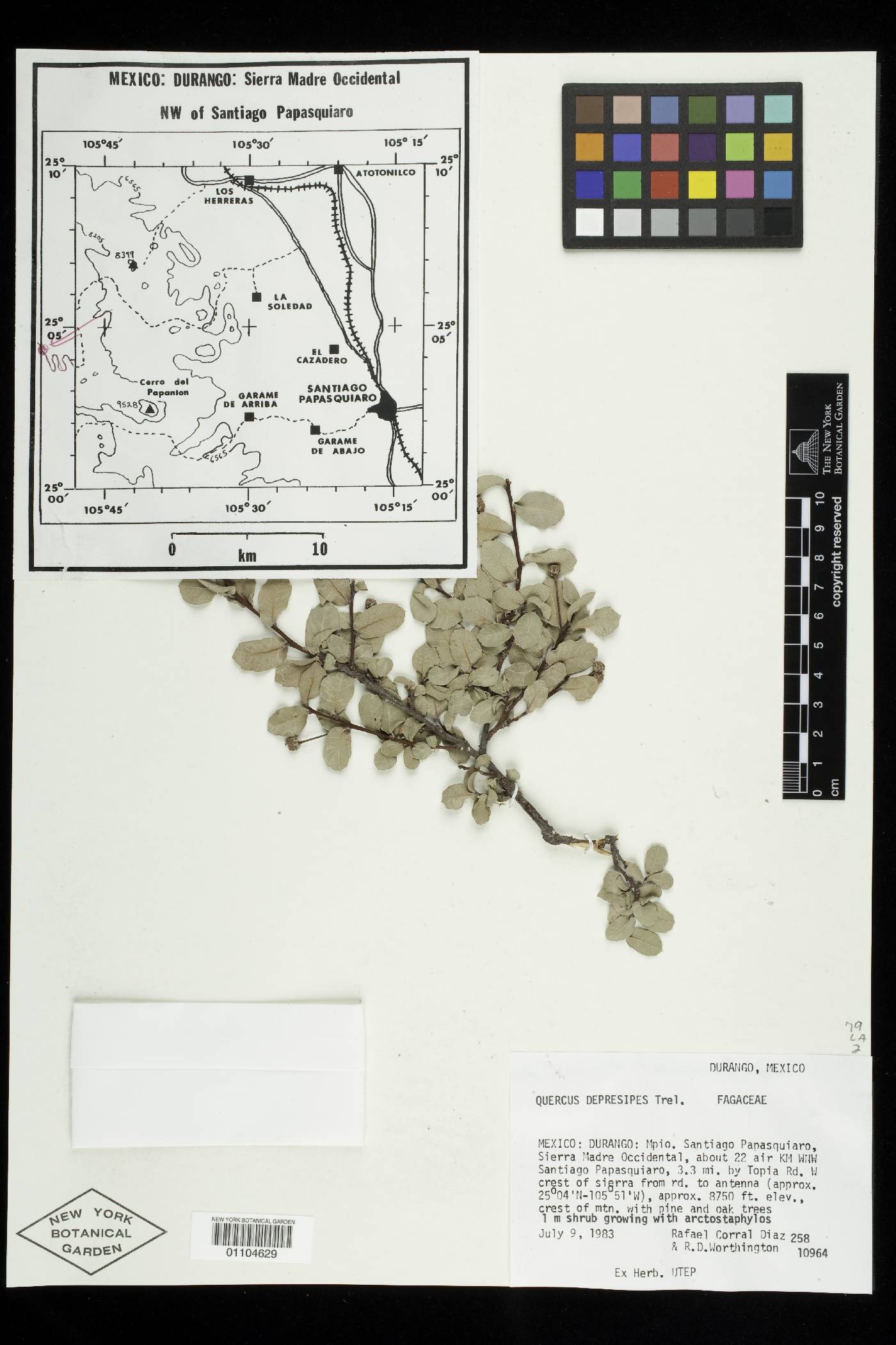 Quercus depressipes image