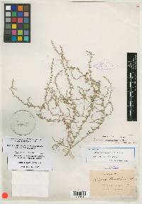 Atriplex tenuissima image