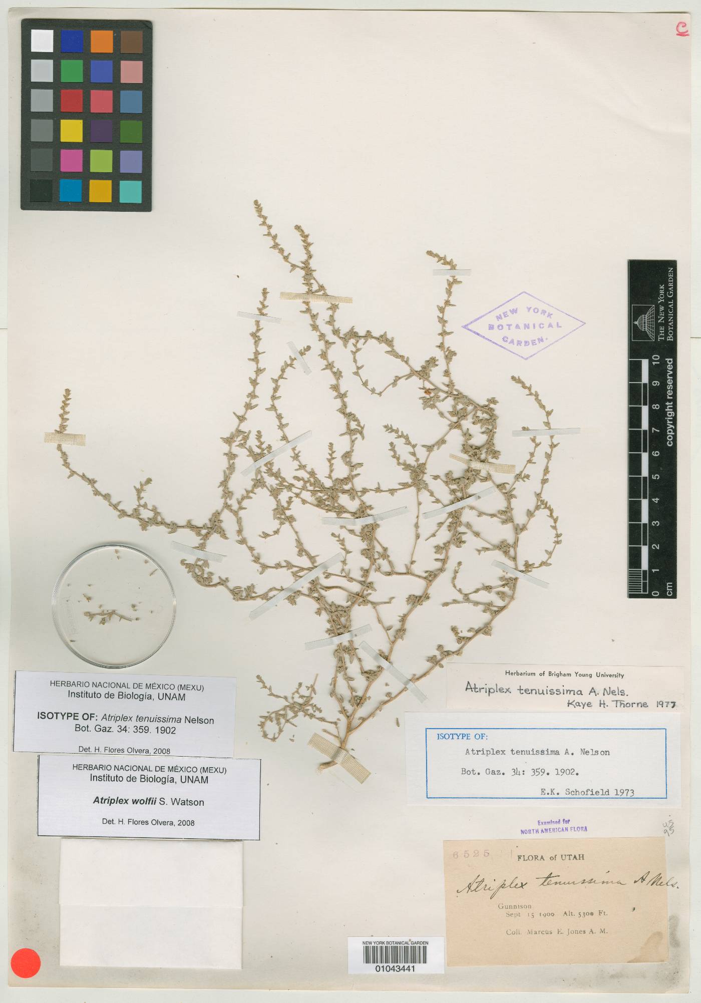 Atriplex tenuissima image