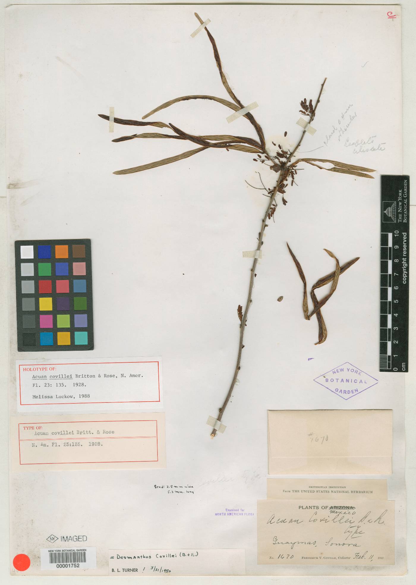 Acuan covillei image