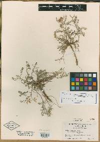 Astragalus kernensis image