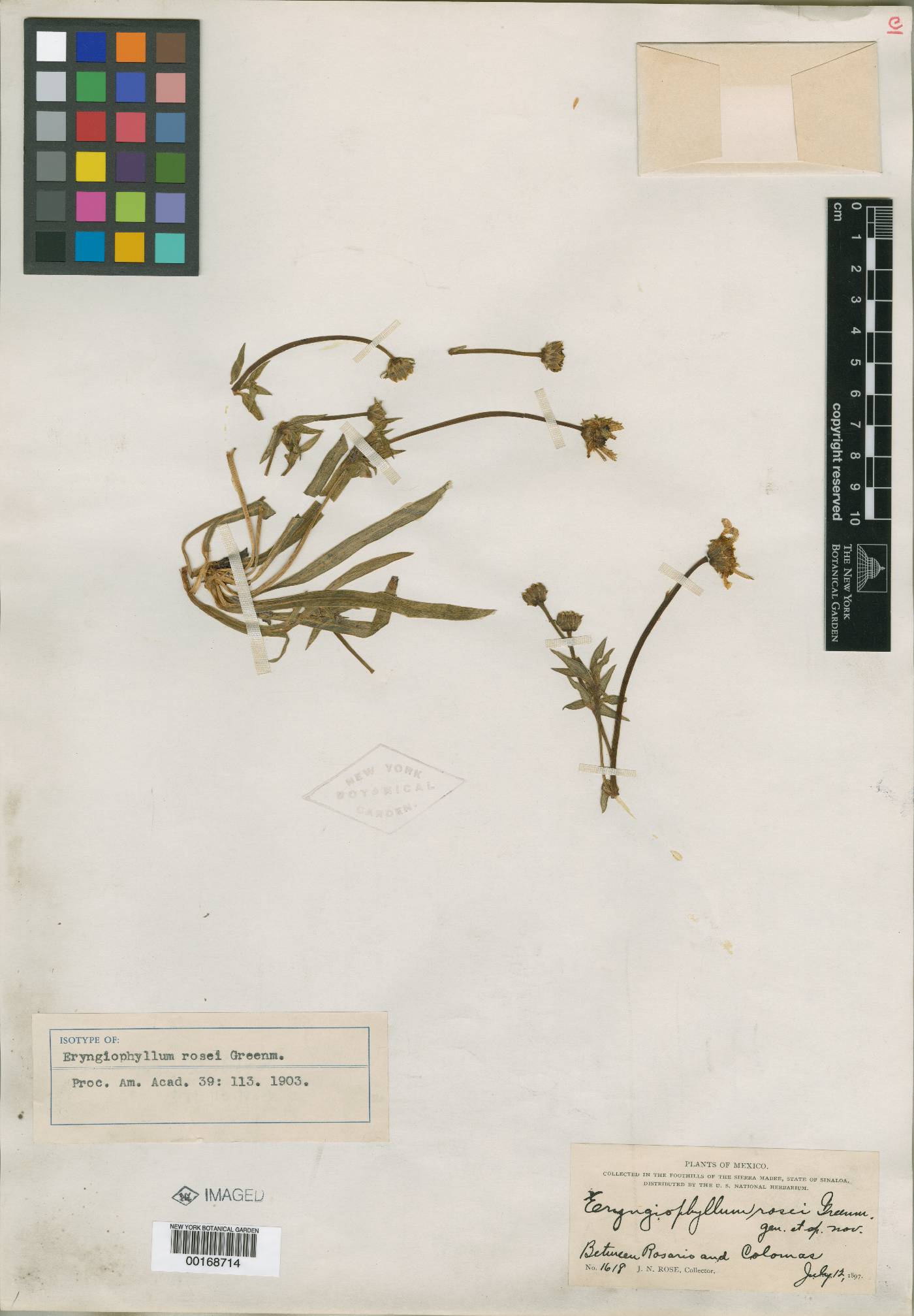 Chrysanthellum rosei image