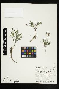 Lomatium nevadense image