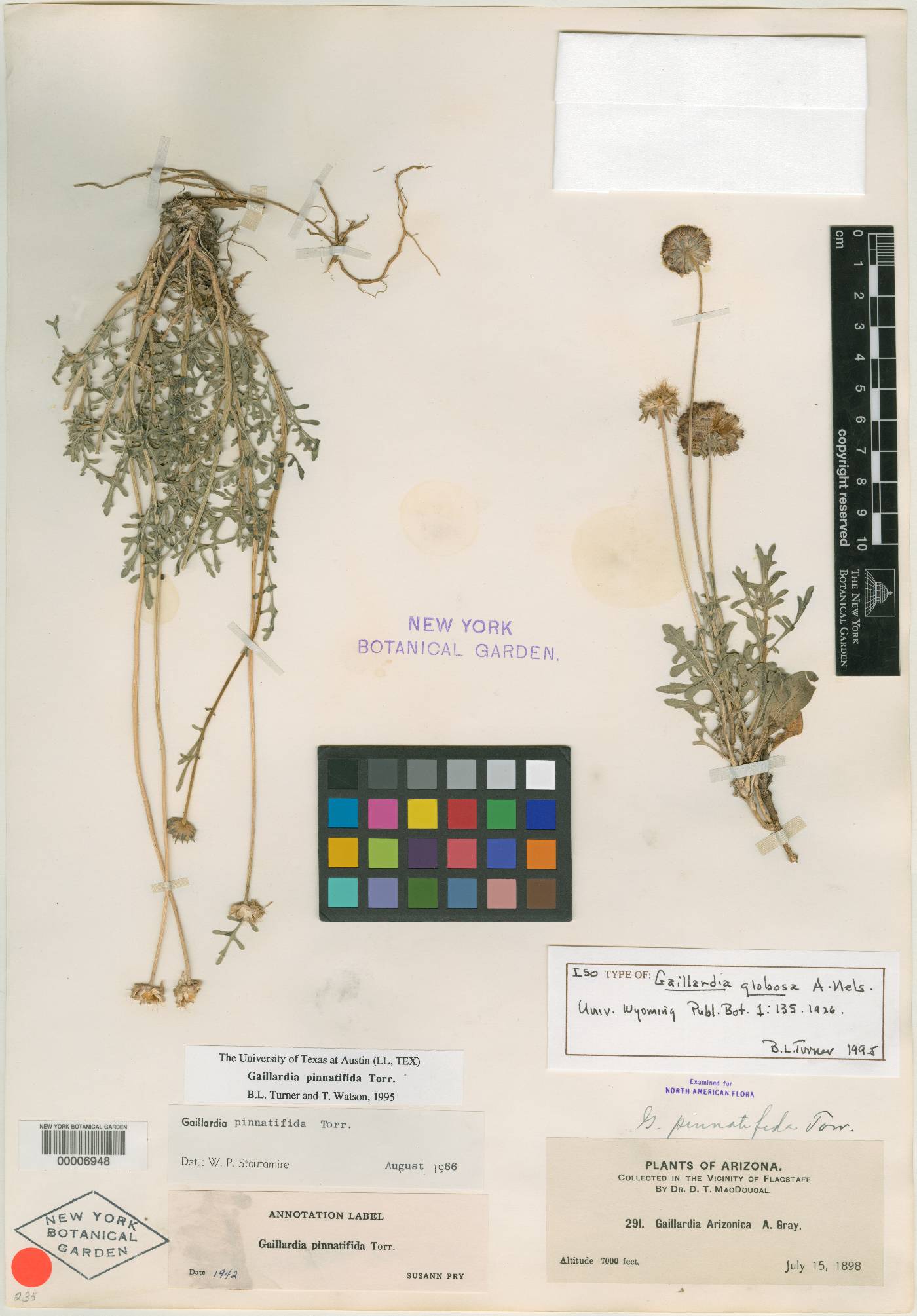 Gaillardia globosa image