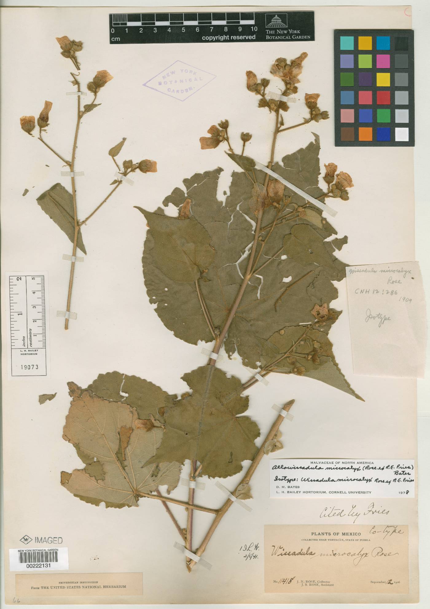 Allowissadula floribunda image