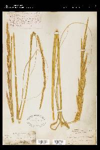 Spartina cynosuroides image