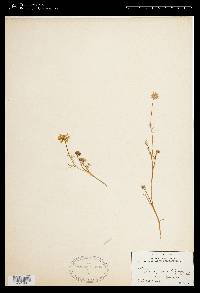Blennosperma californicum image