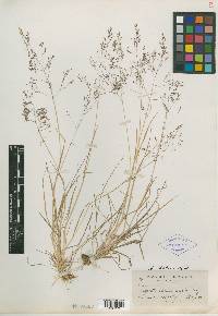 Agrostis bakeri image
