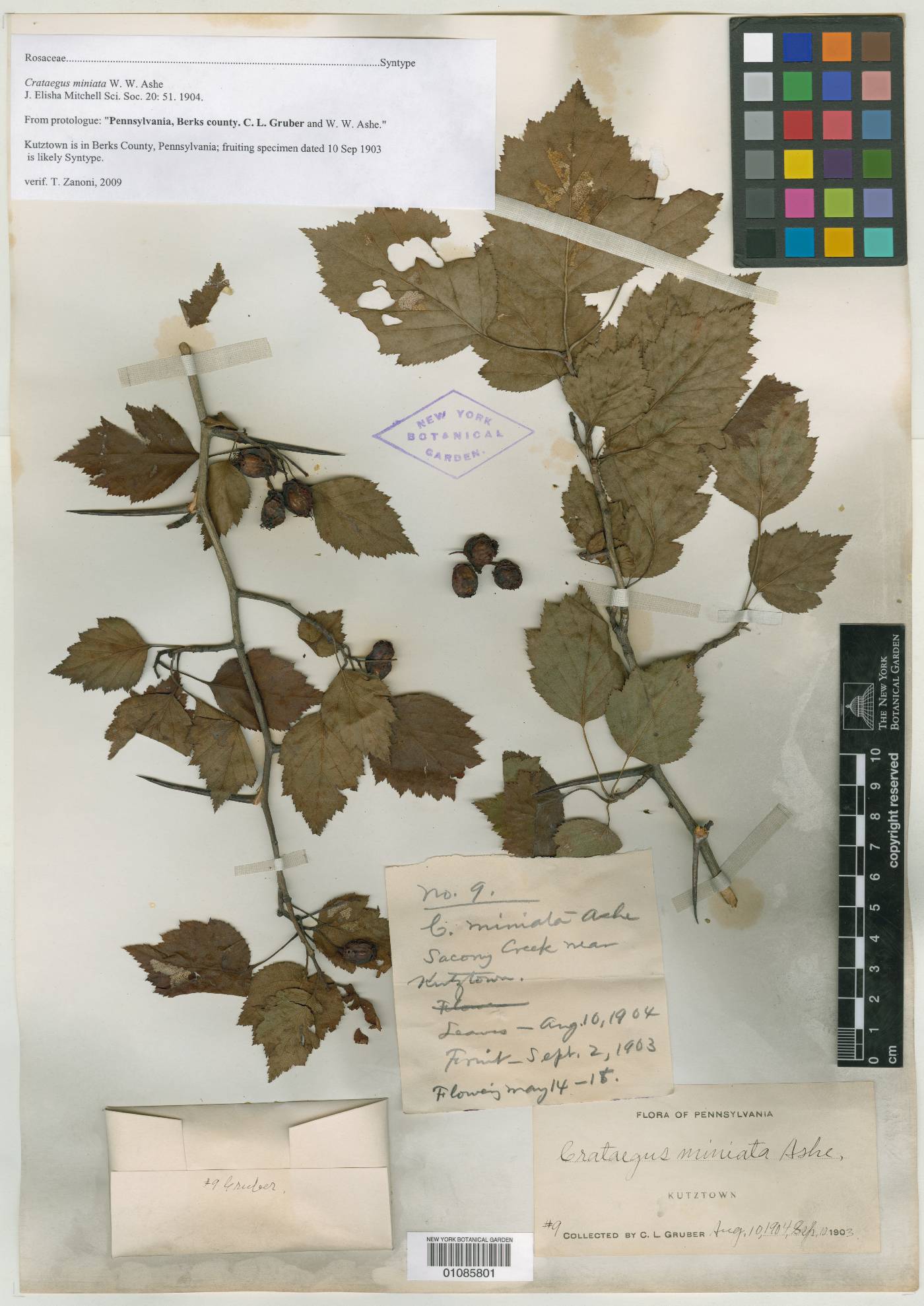 Crataegus miniata image