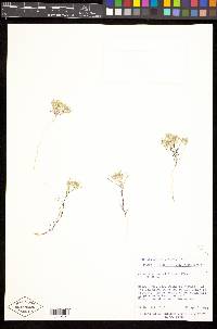 Eriastrum wilcoxii image