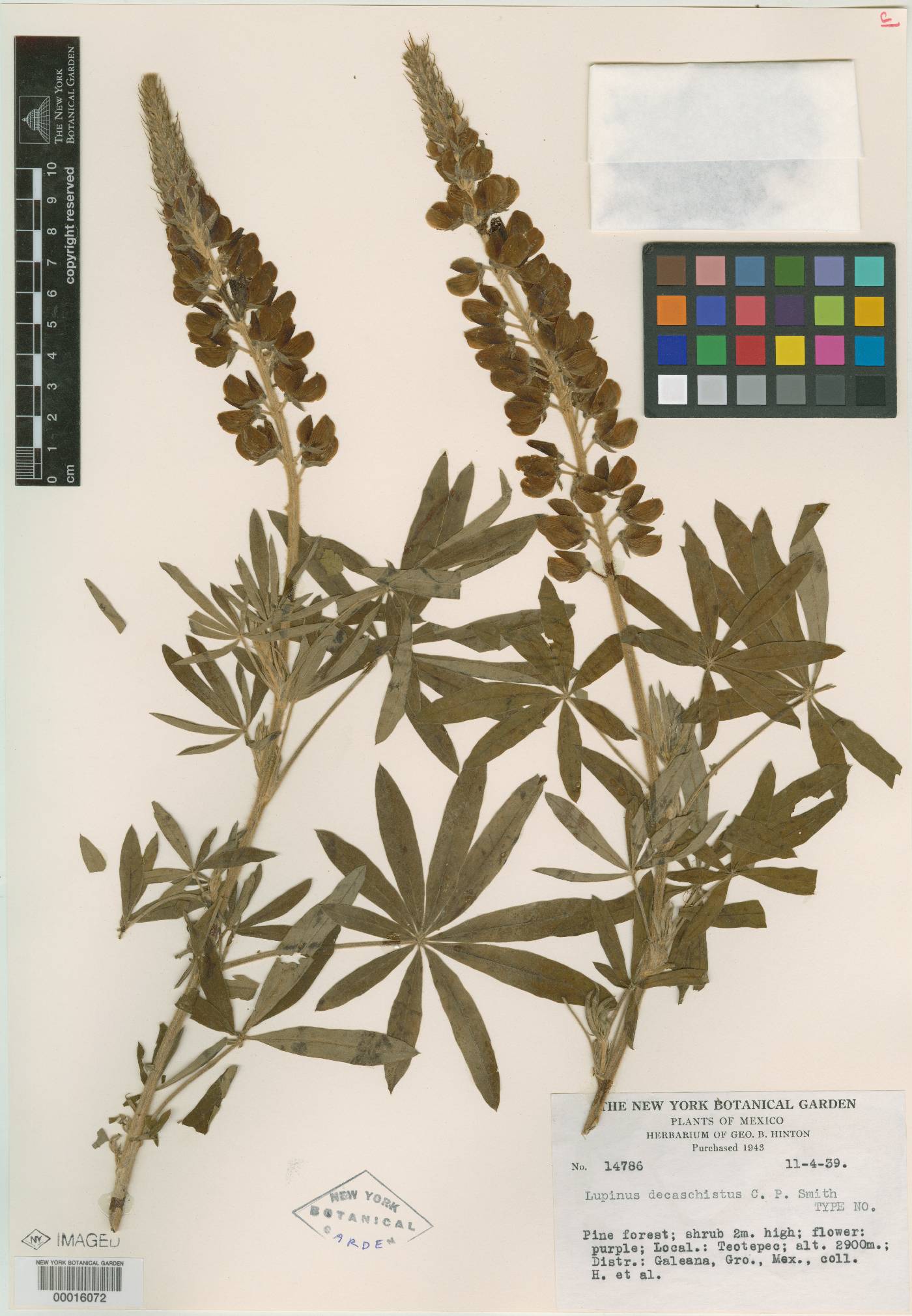 Lupinus decaschistus image