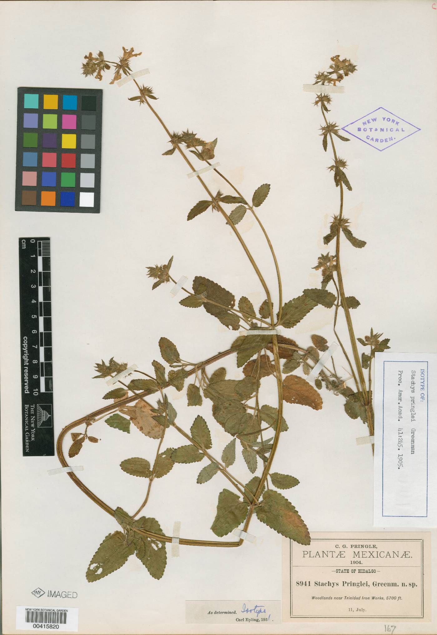 Stachys pringlei image