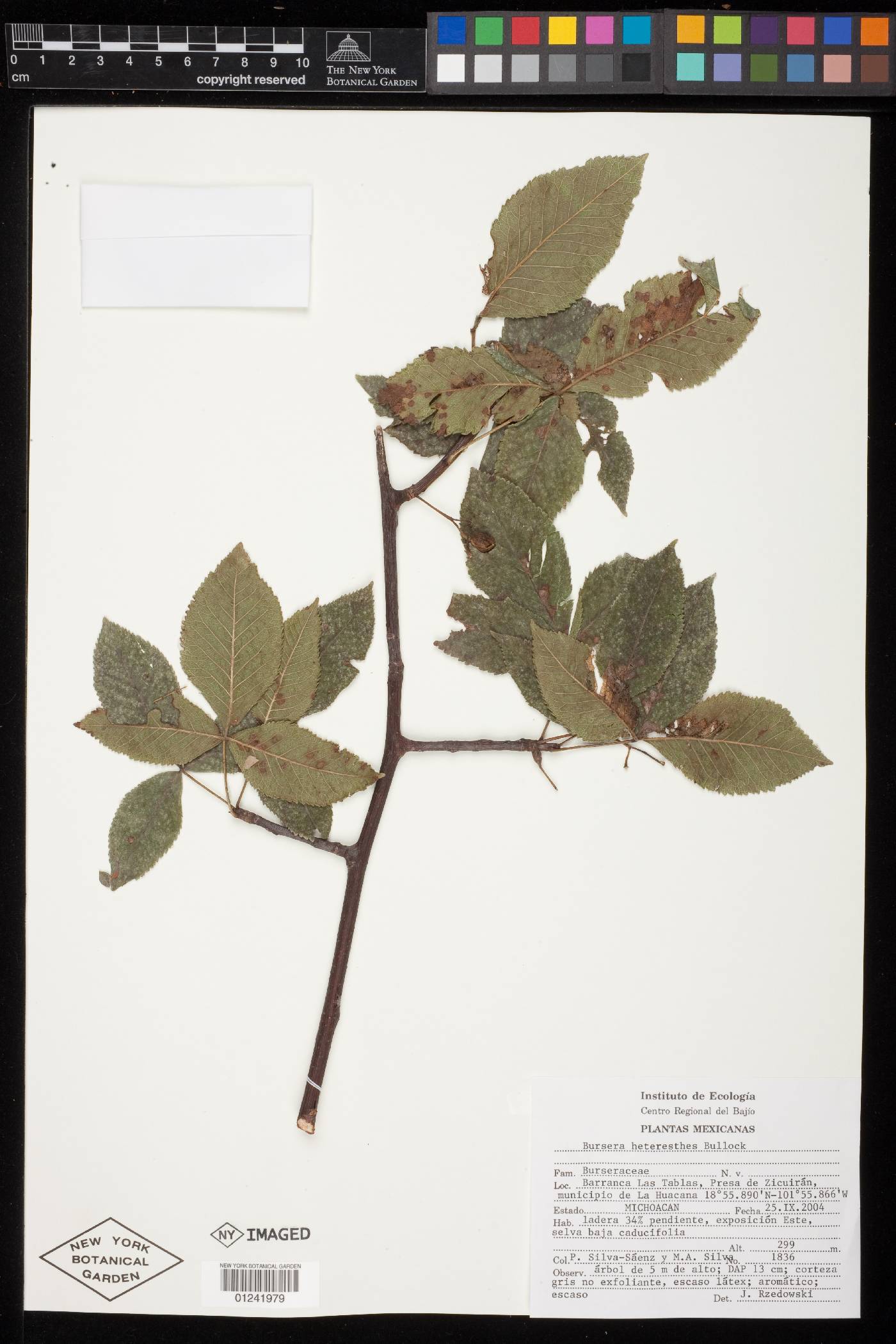 Bursera heteresthes image