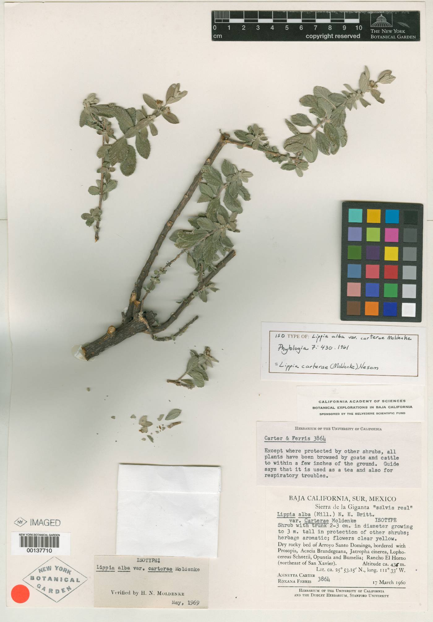 Lippia alba image